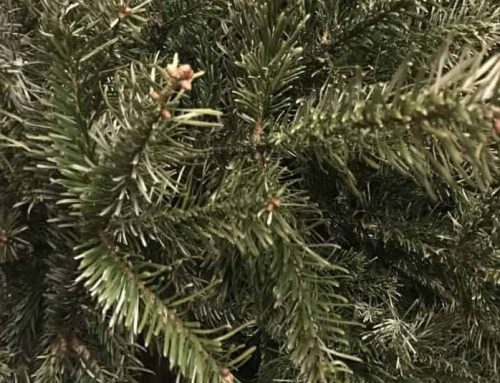 What can I do with my Christmas tree