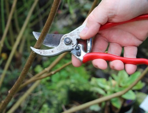 Easy hints and tips on how to prune