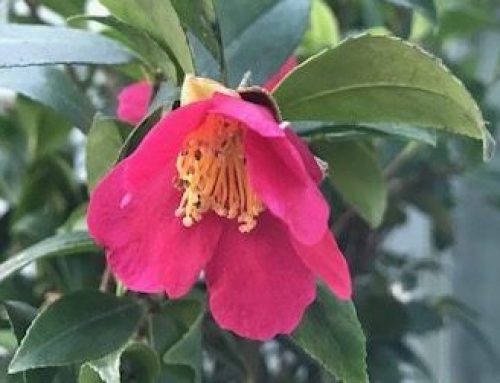 Camellias – best types to grow