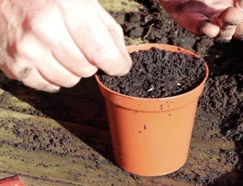 How to grow chillies and tomatoes for summer
