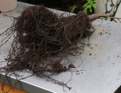 Best time for bare-root planting