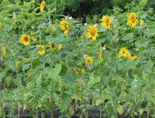 Gardening for health, wellbeing and nature