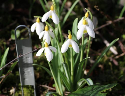 Snowdrops – essentials for the winter garden