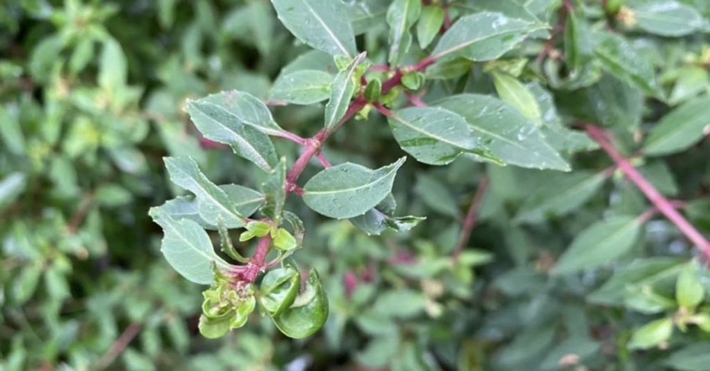 Fuchsia shoot tip infested with fuchsia gall mite