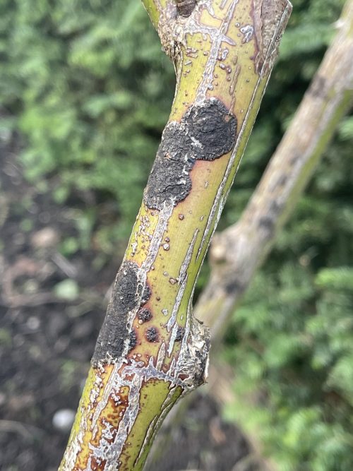 Why do my roses get black spots on the leaves David Hurrion