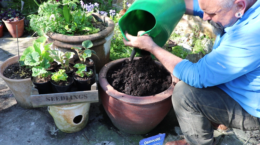 Best compost mixes for growing in containers David Hurrion
