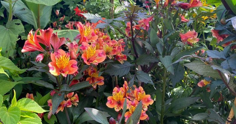 How to deadhead alstroemeria (the right way)