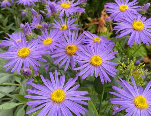 Michaelmas daisies – the perfect plants for autumn
