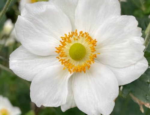 Essential anemones for the autumn garden