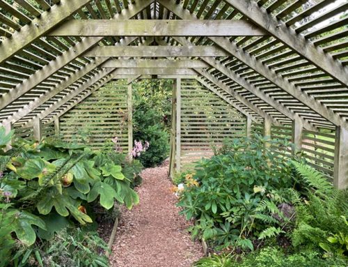 Creating the perfect place for shade loving plants