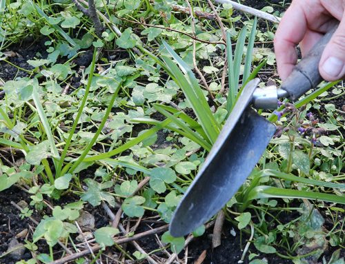 Keep on top of weeds this autumn