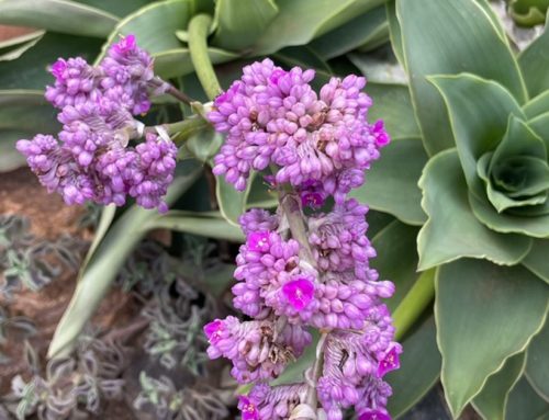 Purple roseling makes an unusual houseplant