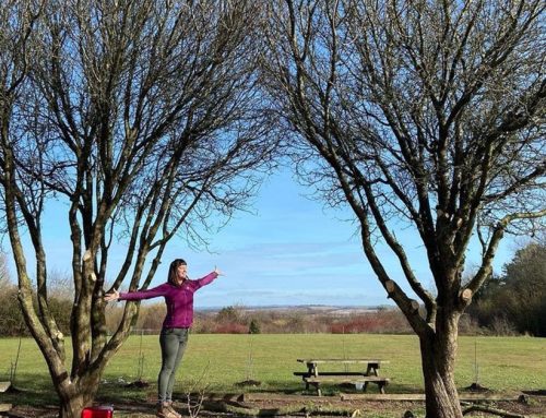 Let in light with crown thinning