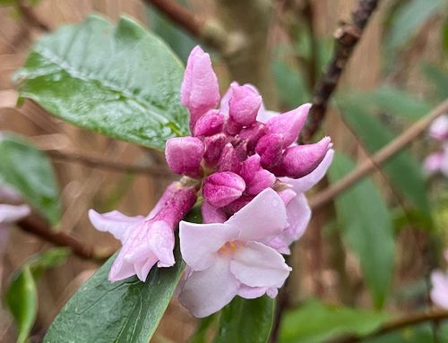 What is the best scented flower for winter?