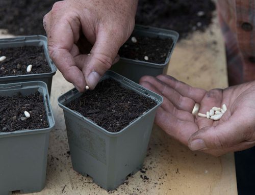 What is the best time to sow beans?