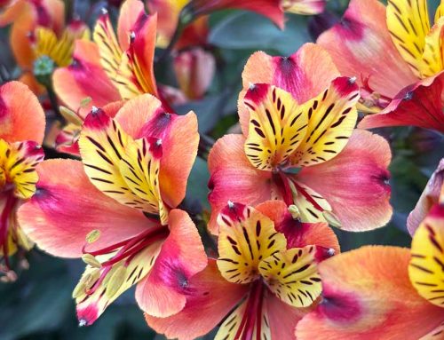 Are alstoemerias good garden plants?