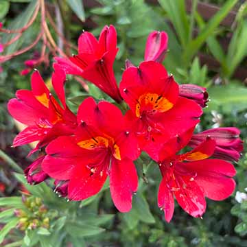 Alstroemeria Summer Pepper SQ