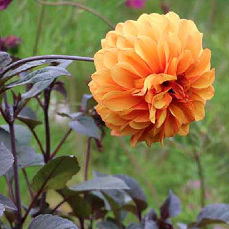 Dahlia David Howard close SQ