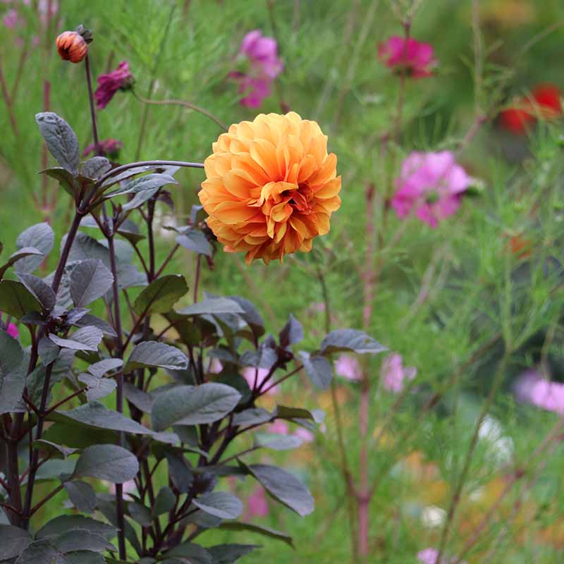 Dahlia David HowardSQ