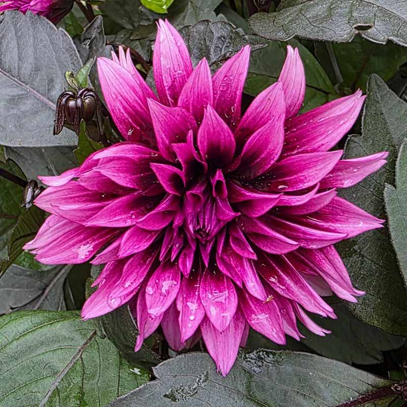 Dahlia Gardinetta ‘Velvet Crush’