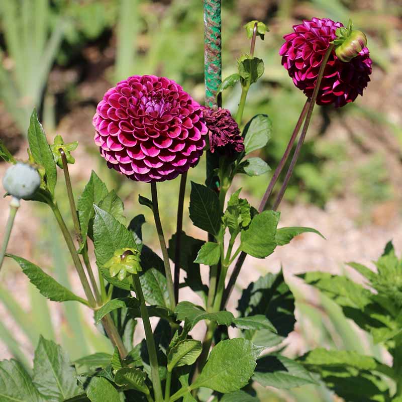Dahlia purple-pink pompon