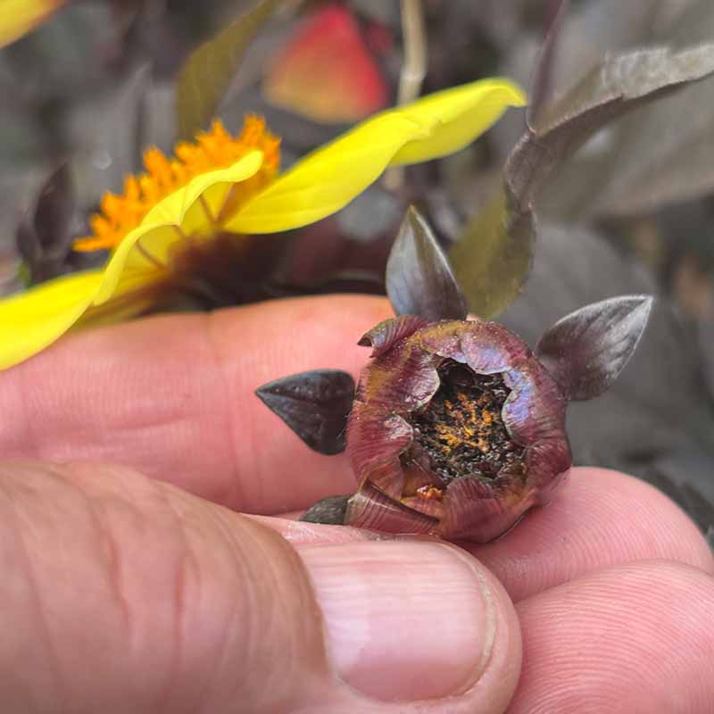 Old flower dahlia SQ