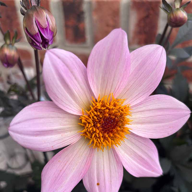 Single pink dahliaSQ