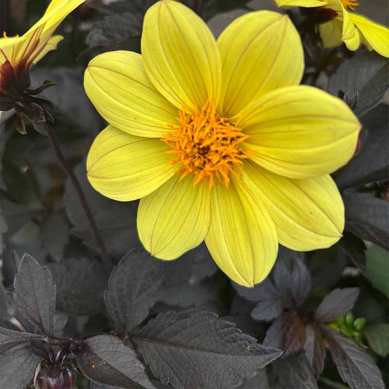 Single yellow dahliaSQ