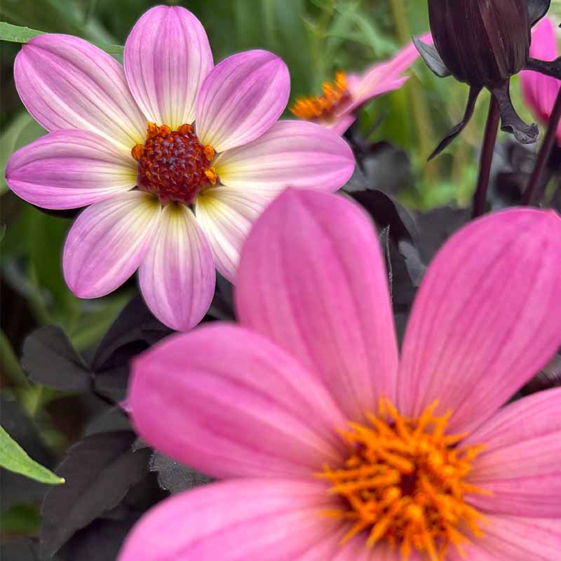 Succession flowers dahlia single pinkSQ