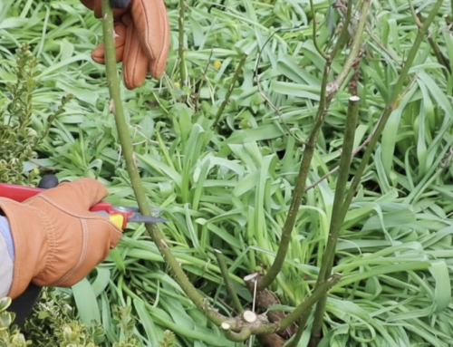 When should I prune my roses?
